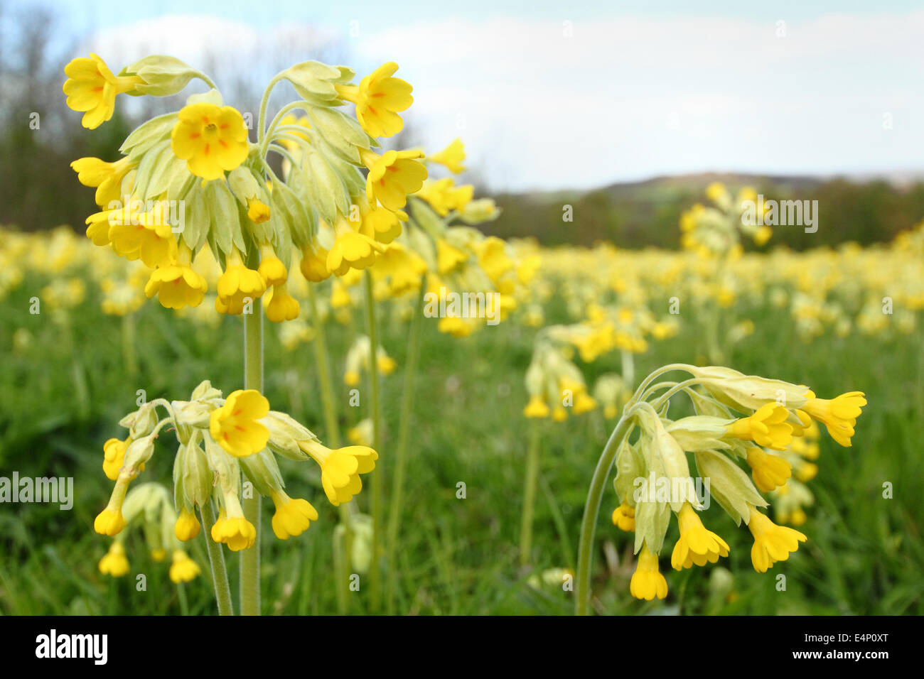 Cowslips (primjula veris) fioritura in un prato inglese nel Derbyshire, England, Regno Unito Foto Stock