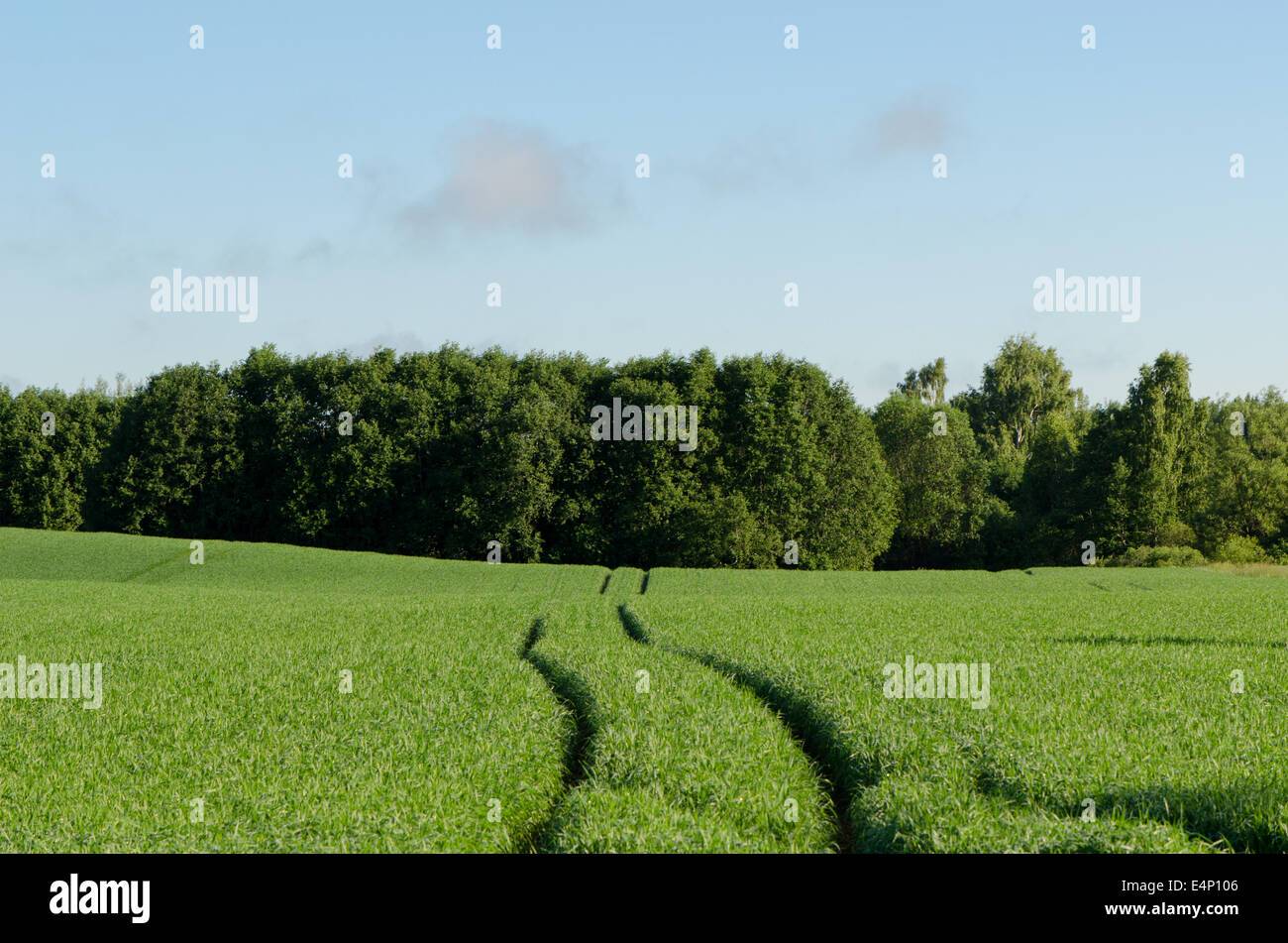 Il pittoresco paesaggio rurale con segale strada sterrata verso l'orizzonte Foto Stock
