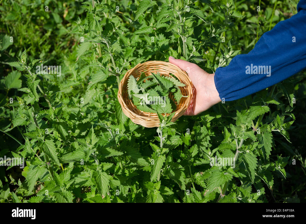 Erboristeria donna mano pick balsamo di erbe foglie di piante in giardino. Medicina alternativa. Foto Stock