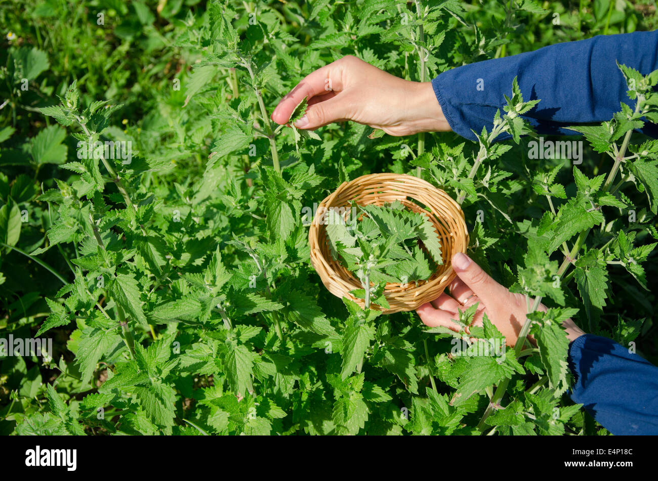 Erboristeria donna ragazza mano pick balsamo a base di erbe di menta foglie di piante in giardino. Medicina alternativa. Foto Stock