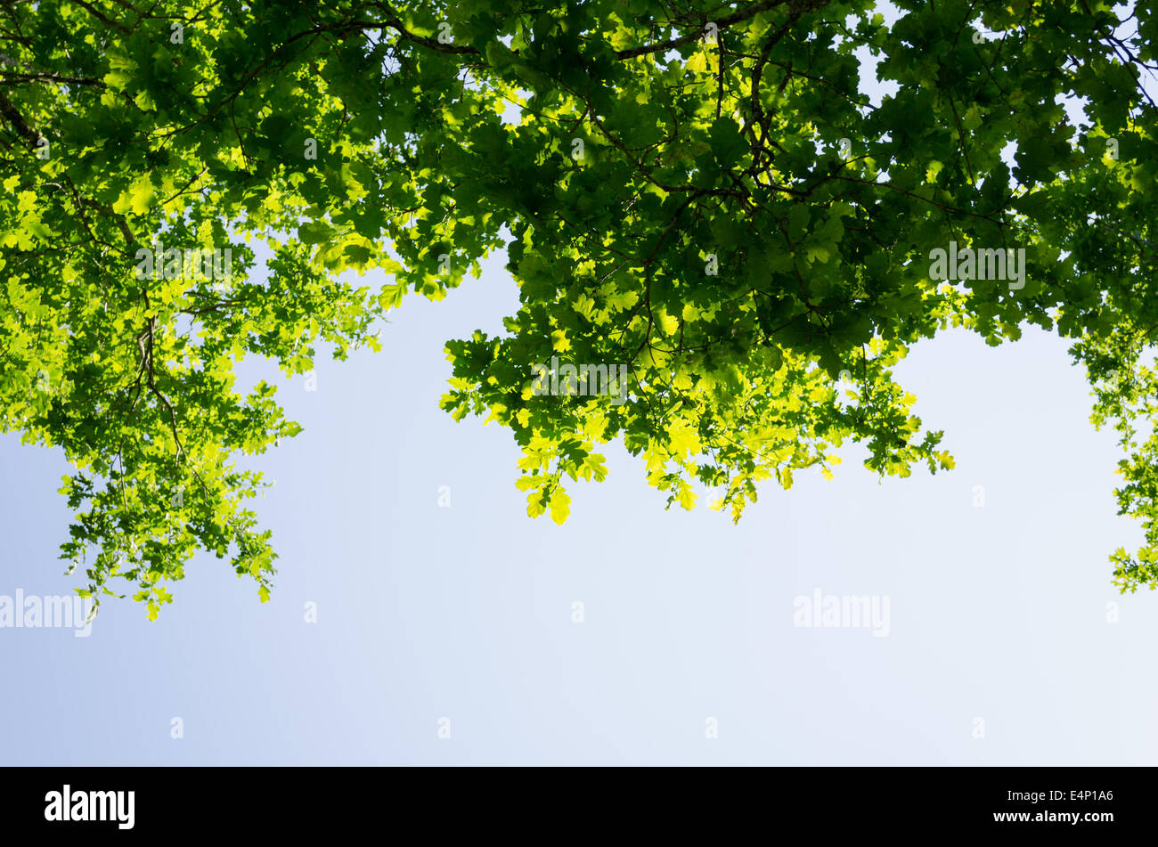 Verde foglie di betulla splende il sole sul cielo blu sullo sfondo Foto Stock