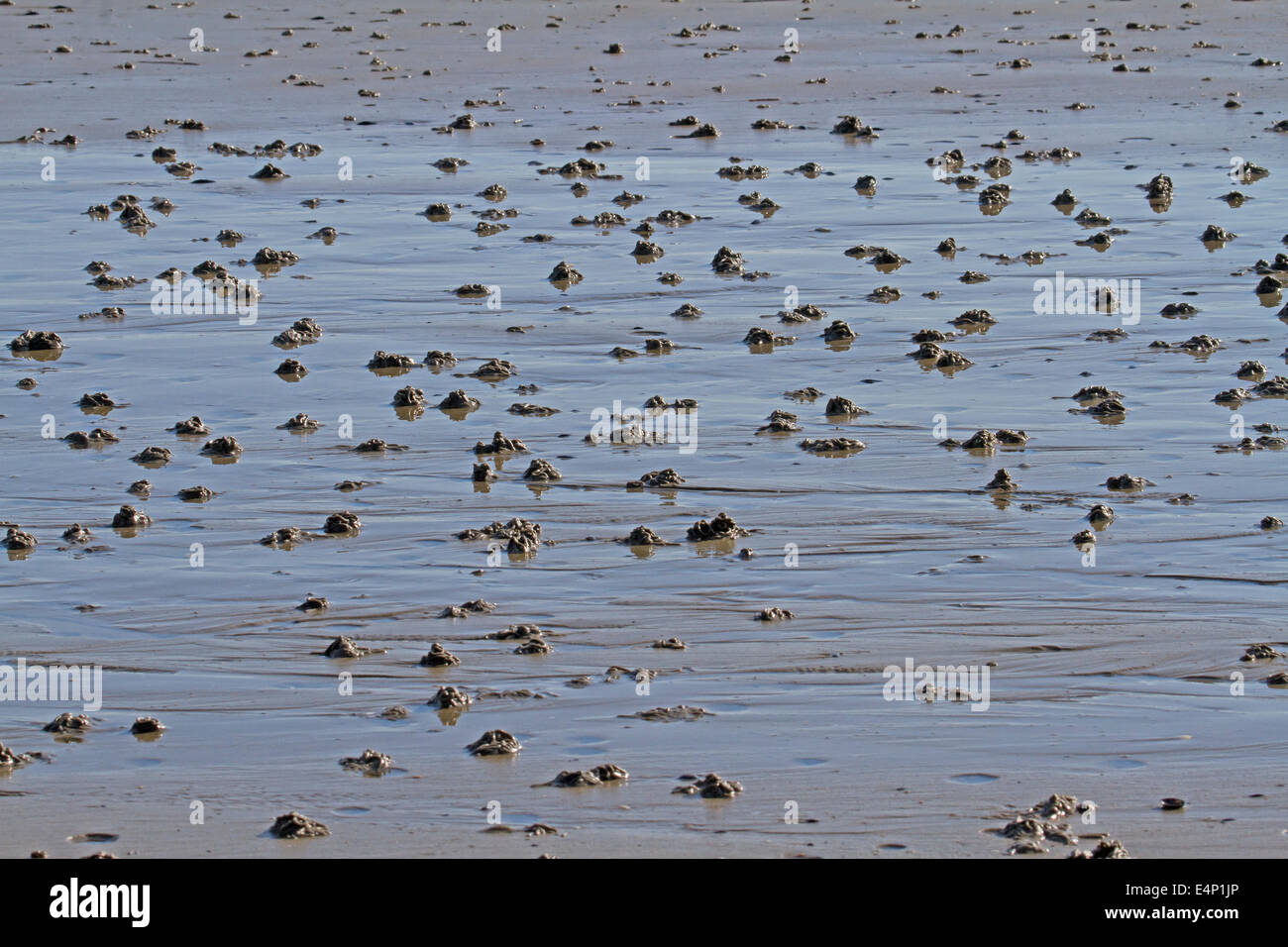 Europea (Lugworm Arenicola marina) calchi di sedimenti defaecated sulla spiaggia con la bassa marea Foto Stock