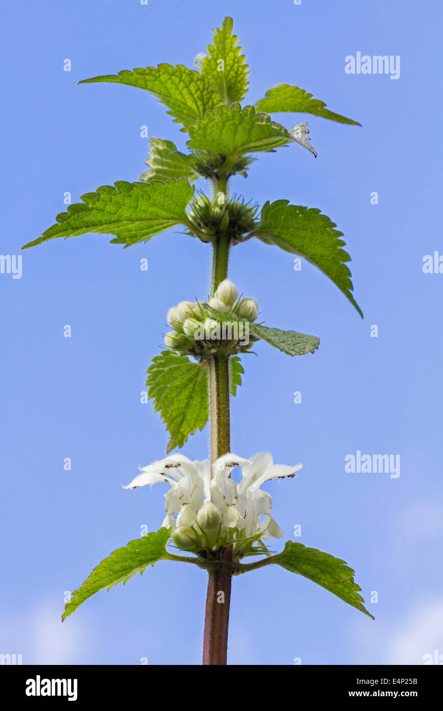 White deadnettle Lamium (album) in fiore contro il cielo blu Foto Stock
