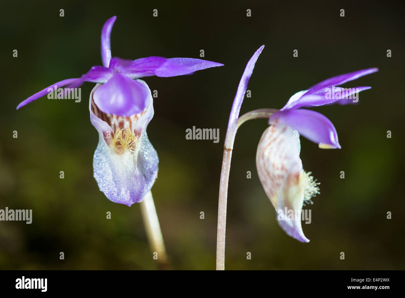 Die Orchidee giacimenti Norne, Calypso bullosa (englisch: Calypso orchid, Venere pianella della fata, ciabatta), Norrbotten, Lappland, Schweden, Foto Stock