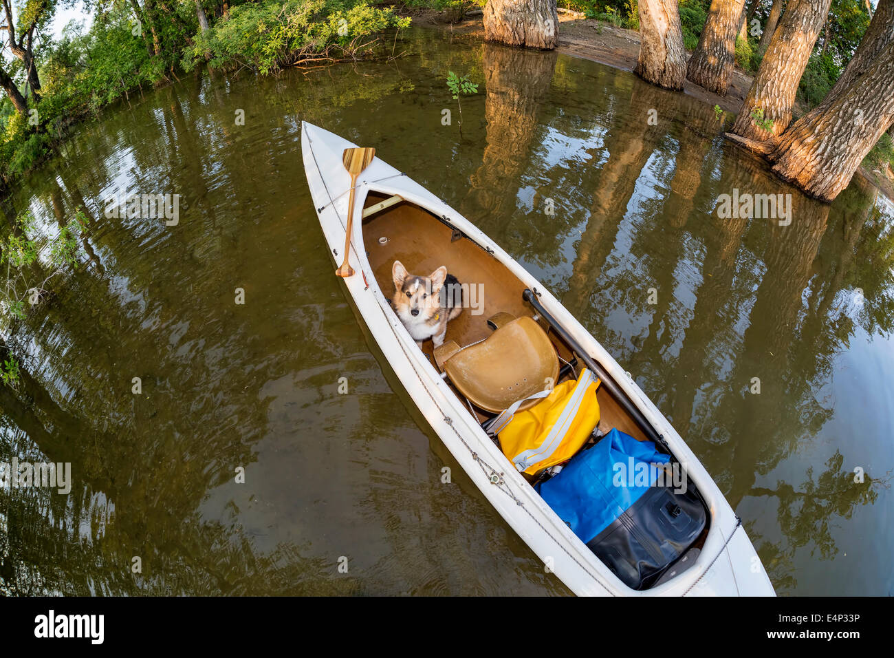 Corgi cane in un adorna Expedition canoe su un lago in Colorado, una distorta ampio angolo lente fisheye prospettiva Foto Stock