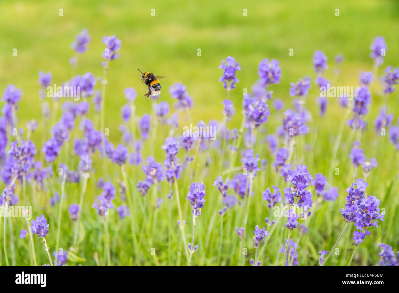 Dancing honey bee Foto Stock