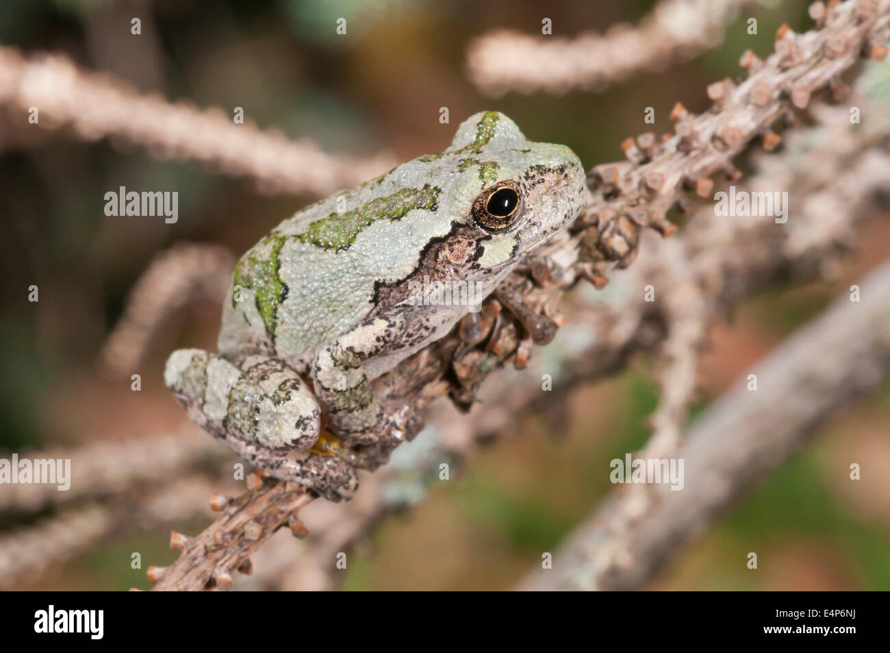 Grigio orientale raganella, Hyla versicolor, nativo di USA orientale e del sud-est del Canada Foto Stock