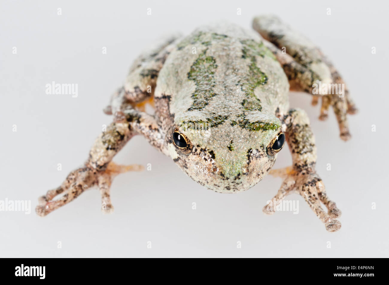 Grigio orientale raganella, Hyla versicolor, nativo di USA orientale e del sud-est del Canada; intaglio su sfondo bianco Foto Stock