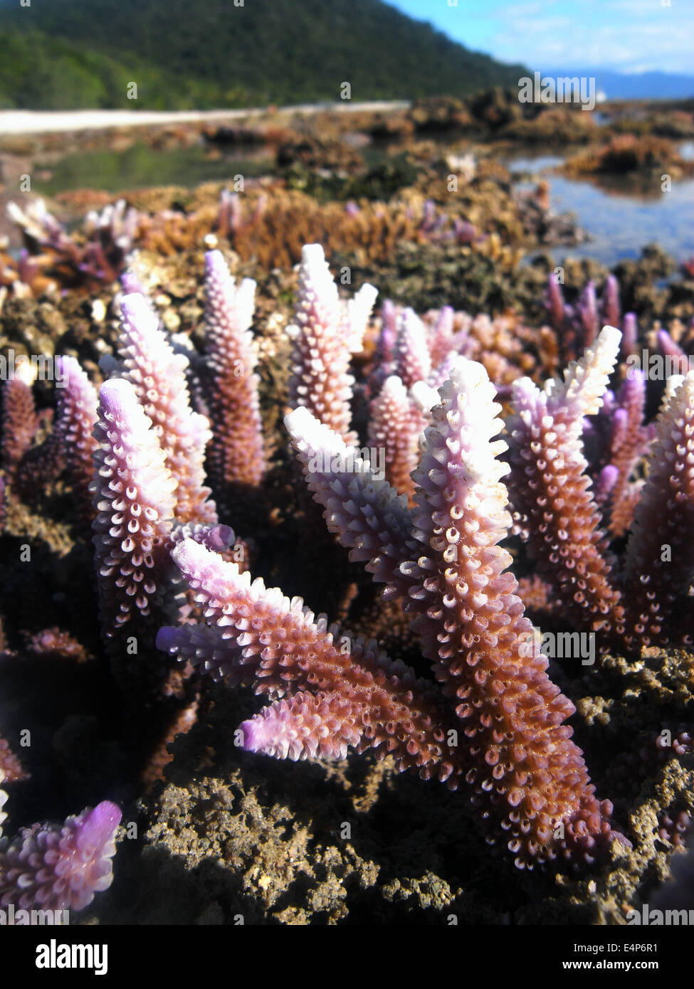La maggior parte punte esposte di porpora acroporid coral partendo per sbiancare a causa di ripetute a bassa marea emersione su più giorni Foto Stock
