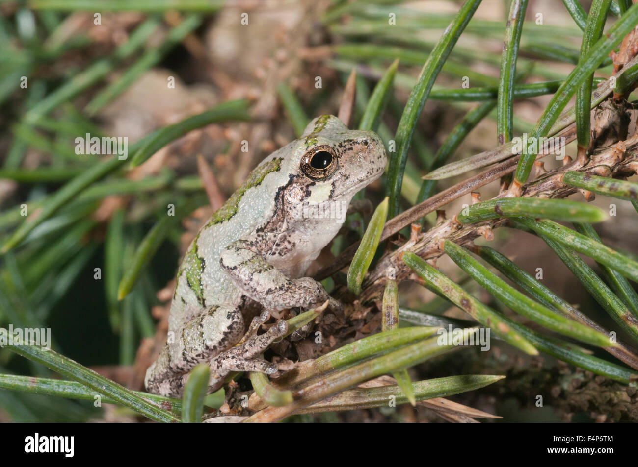 Grigio orientale raganella, Hyla versicolor, nativo di USA orientale e del sud-est del Canada Foto Stock