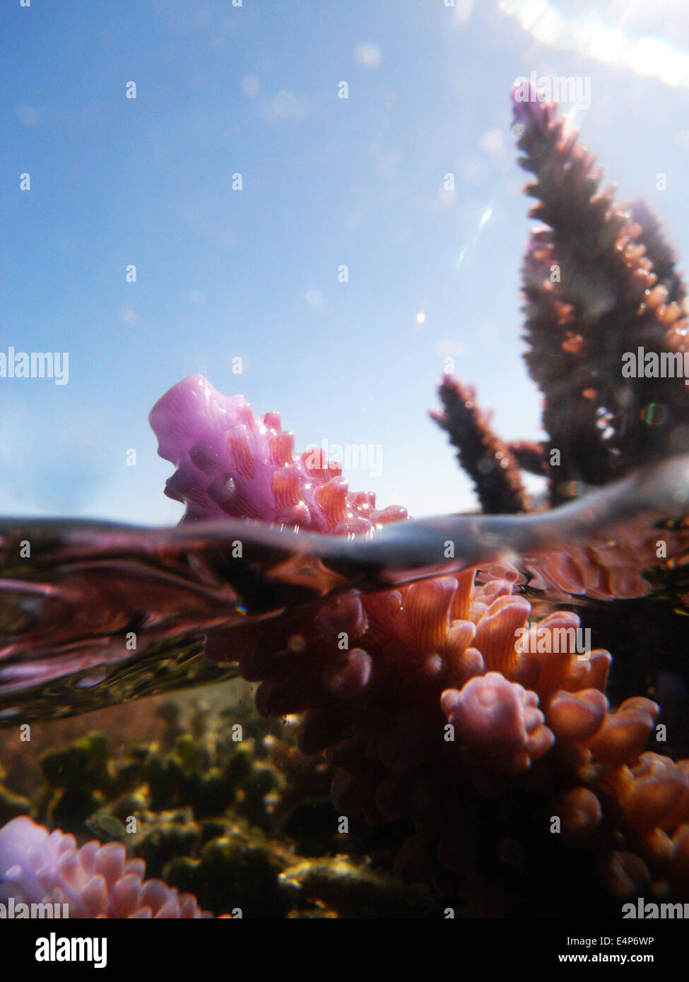 Corallo Acropora esposti a bassa marea al caldo sole - a rischio di candeggio. La Grande Barriera Corallina, Queensland, Australia Foto Stock