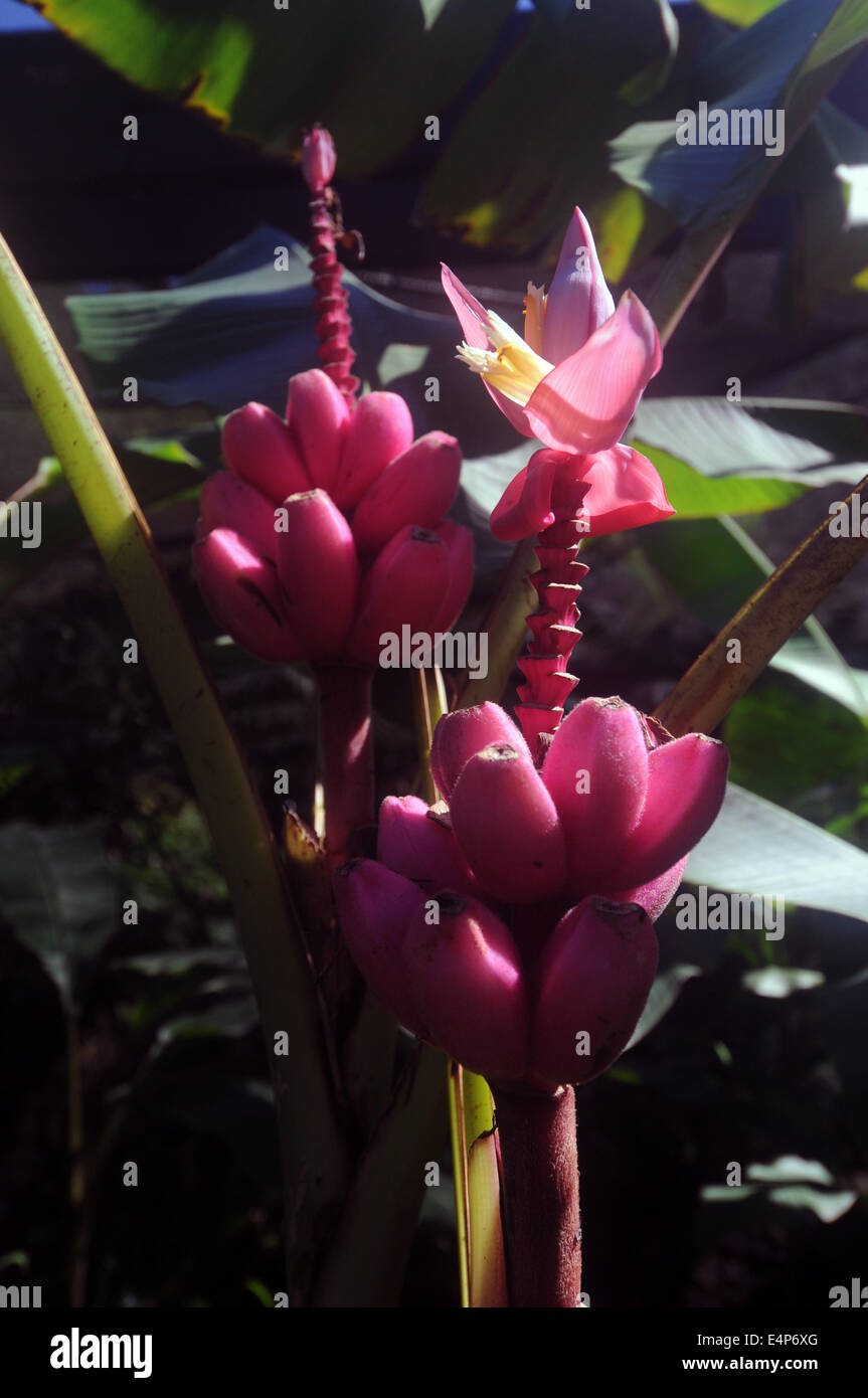 In velluto rosa piante di banana (Musa velutina), un comune giardino tropicale specie ornamentali Foto Stock