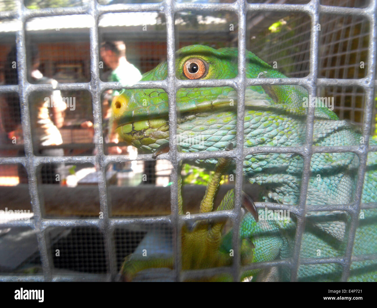 In pericolo di estinzione a bande Fijiano iguana (Brachylophus fasciatus) salvato da contrabbandieri e allevati in cattività sulla Coral Coast, Foto Stock