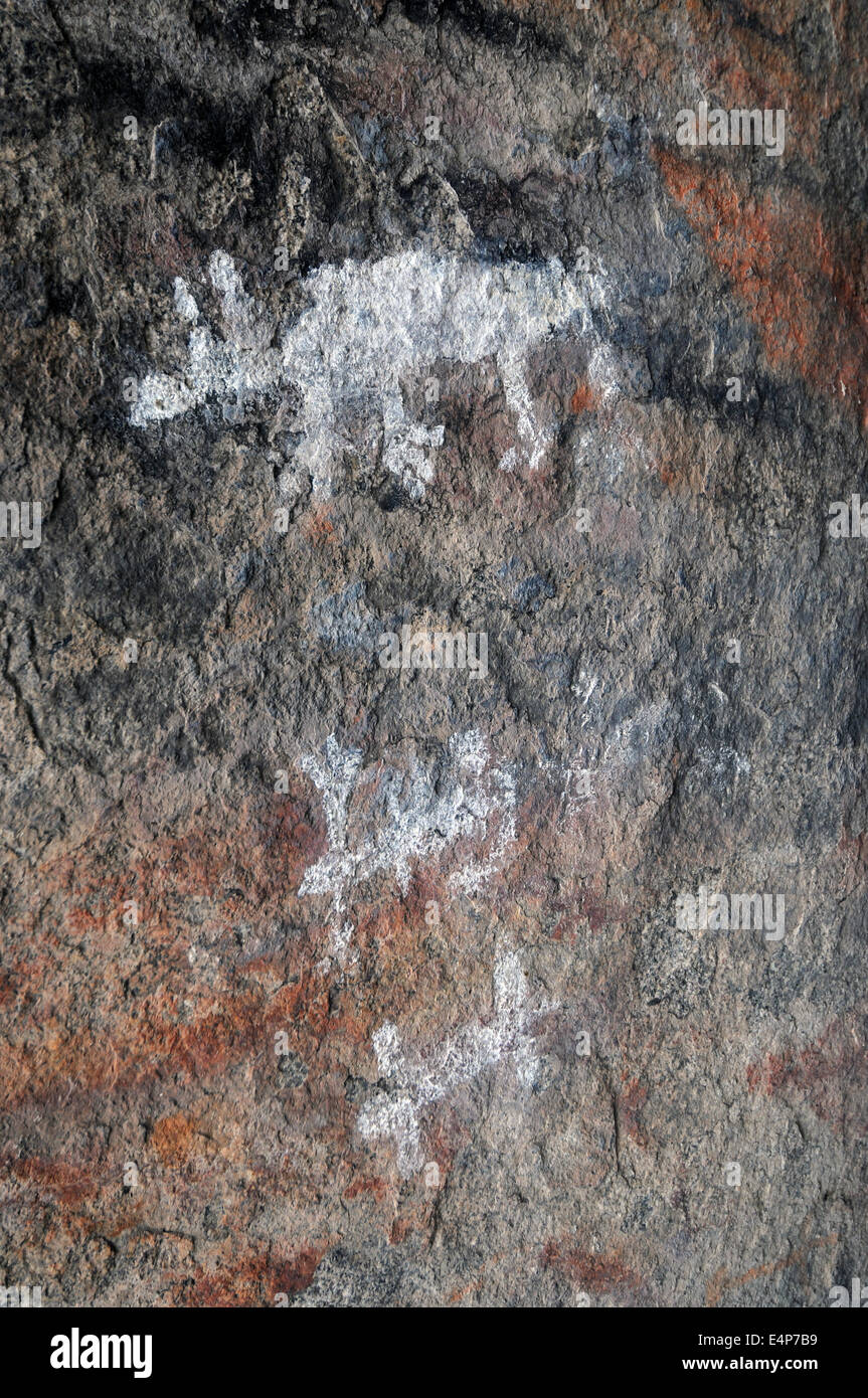 Aborigeni Australiani arte rock con dingoes e wombats, Yankee Hat Rock, Namadgi National Park, ACT, Australia. N. PR Foto Stock