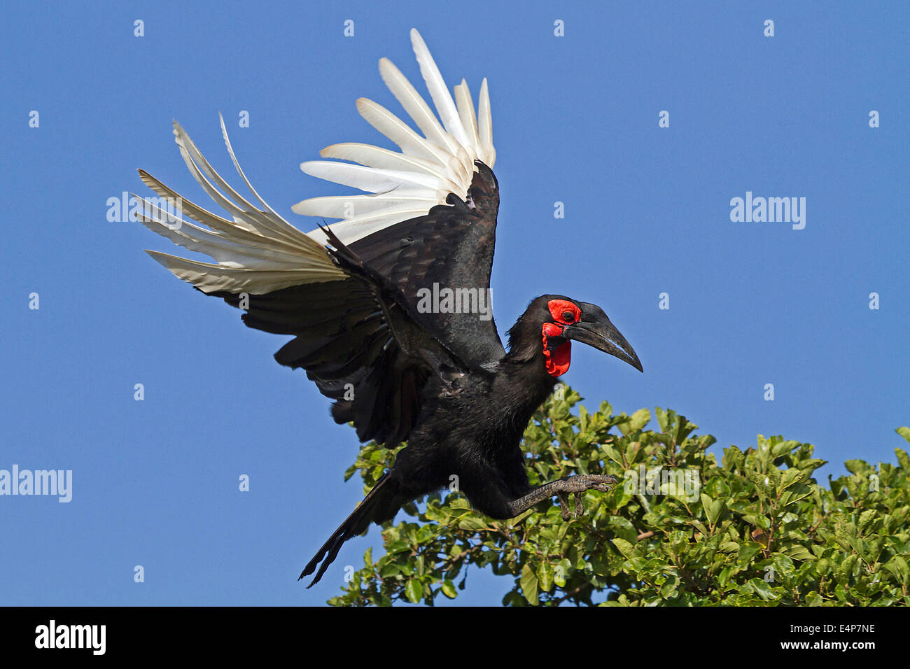 Kaffernhornrabe Foto Stock