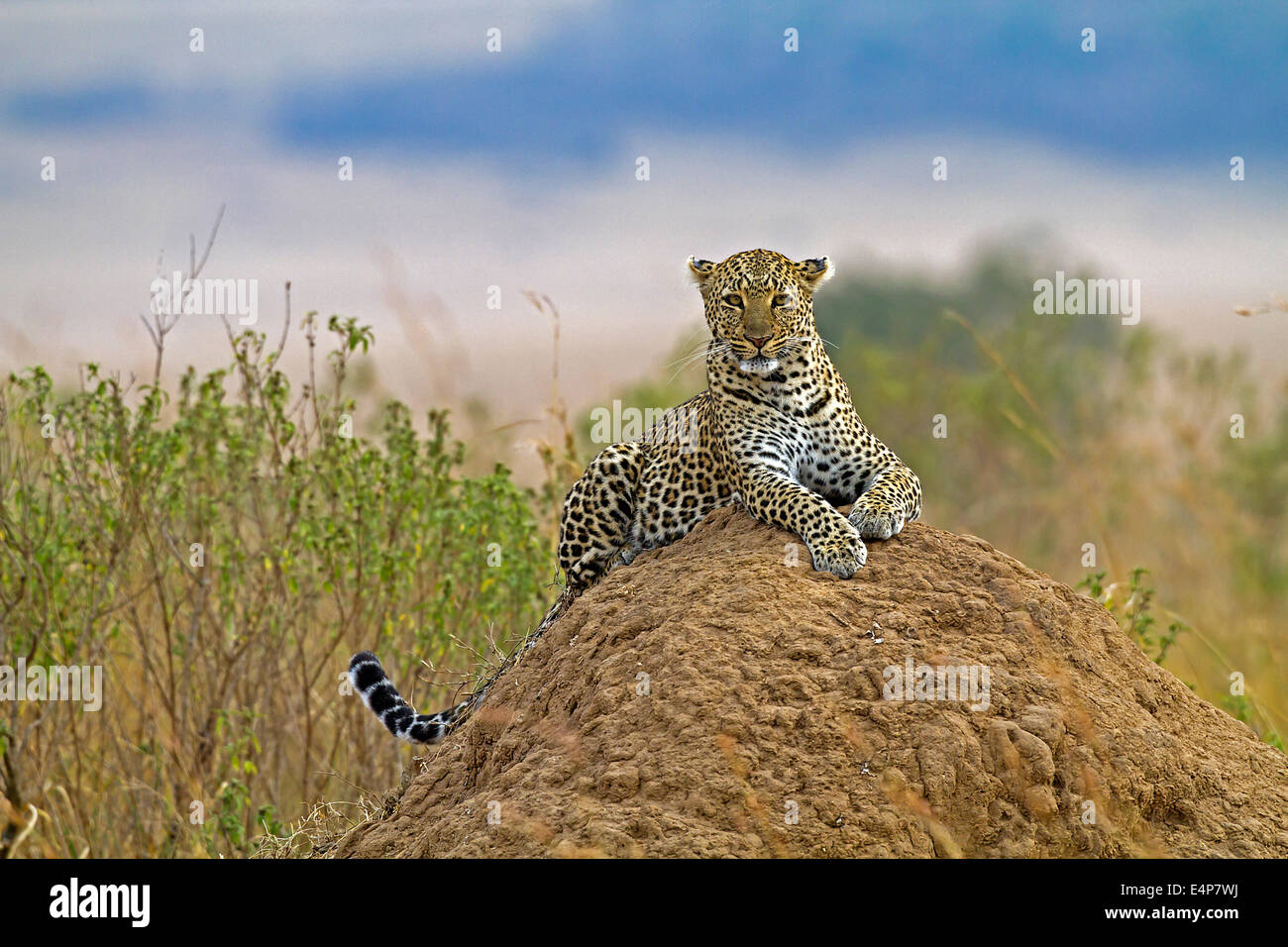Leopard liegt auf einem Termitenhügel und beobachtet die Umgebung Foto Stock