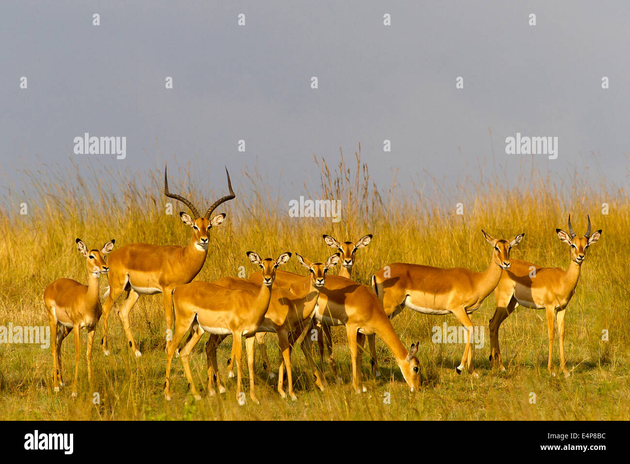 Schwarzfersenantilopenbock mit Weibchen im Abendlicht imm goldenen Gras der Savanne Masai Mara, Kenia Foto Stock