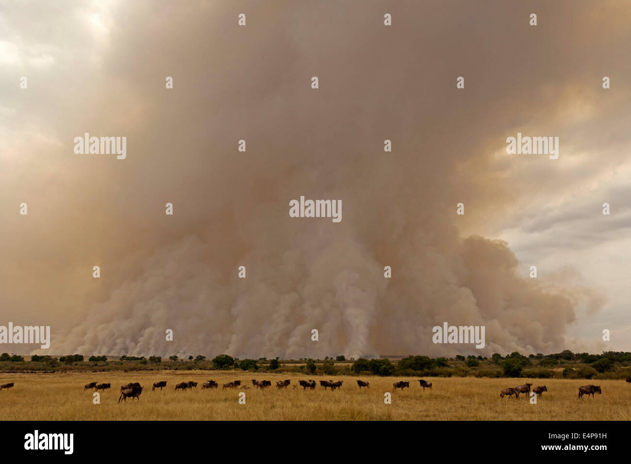 Gnuherde Sandsturm vor - Kenya Foto Stock