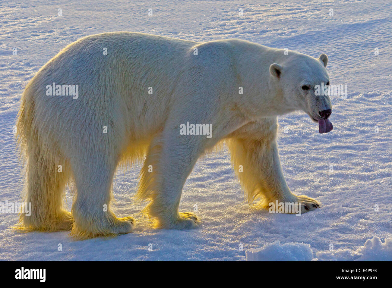 Eisbaer auf Spitzbergen Foto Stock