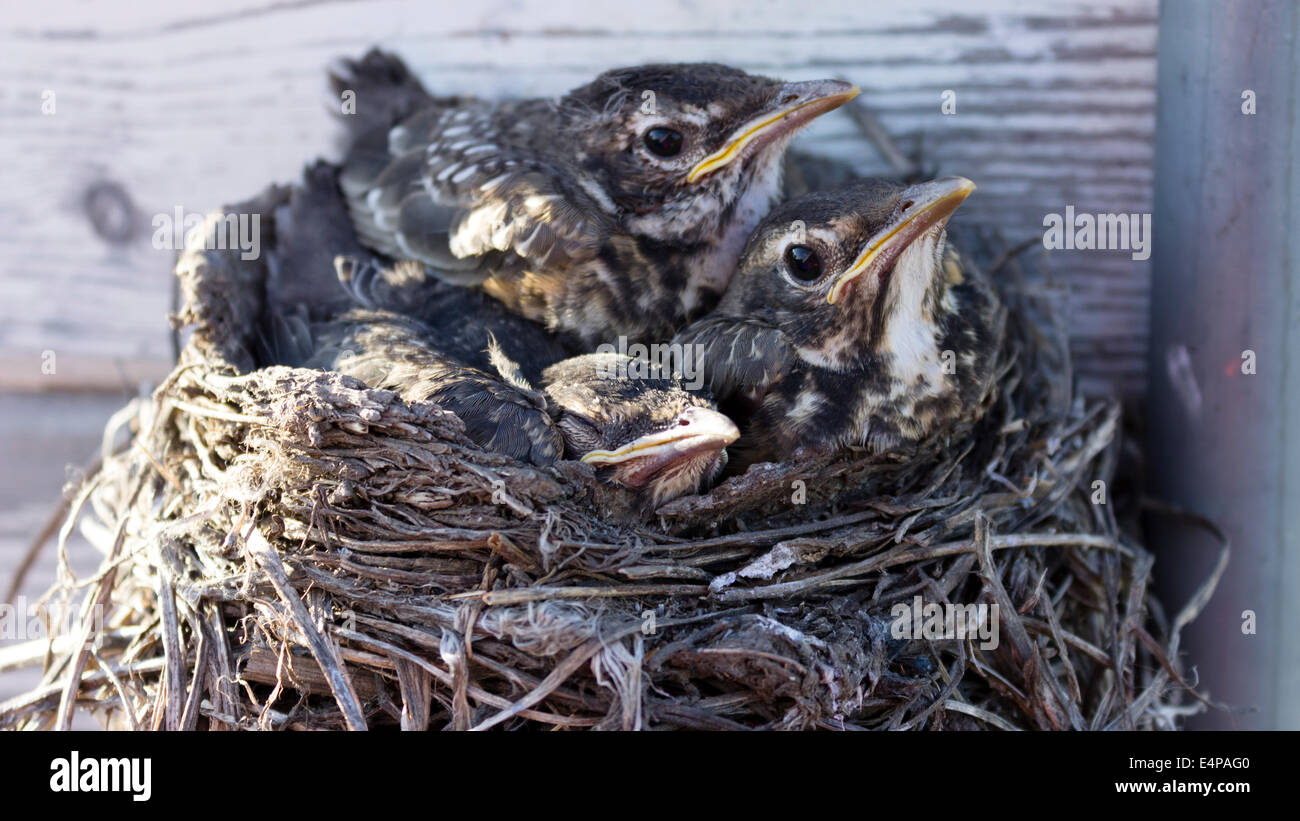 Tre baby robins in un nido. Foto Stock
