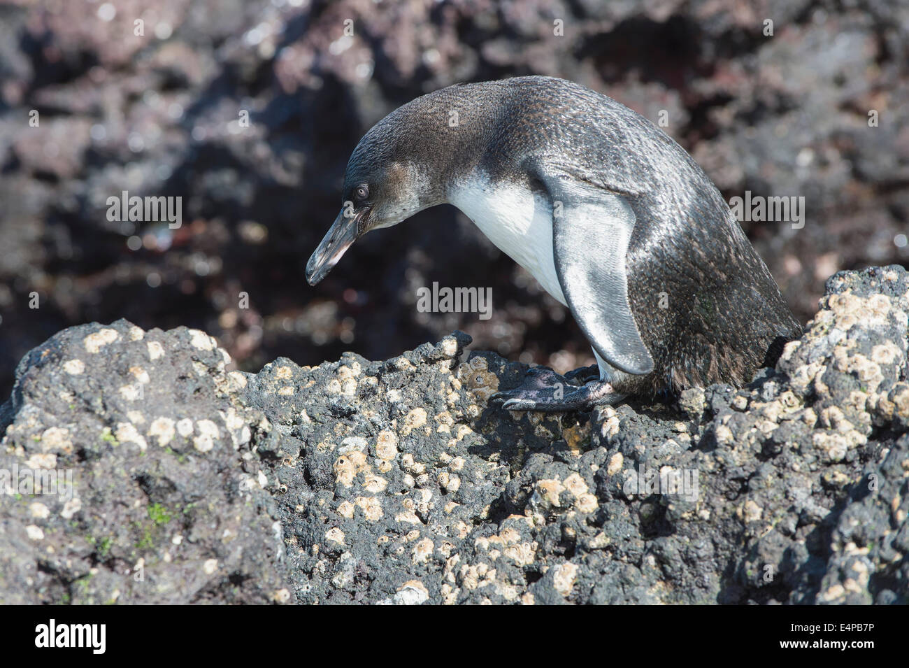 Le Galapagos Penguin (Spheniscus mendiculus), Elisabeth Bay, Isabela Island, Galapagos, Ecuador Foto Stock