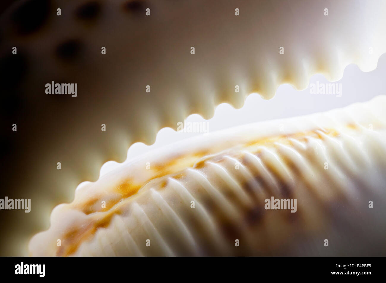 Primo piano particolare di Cypraea tigris o Tiger Cowrie Shell Foto Stock