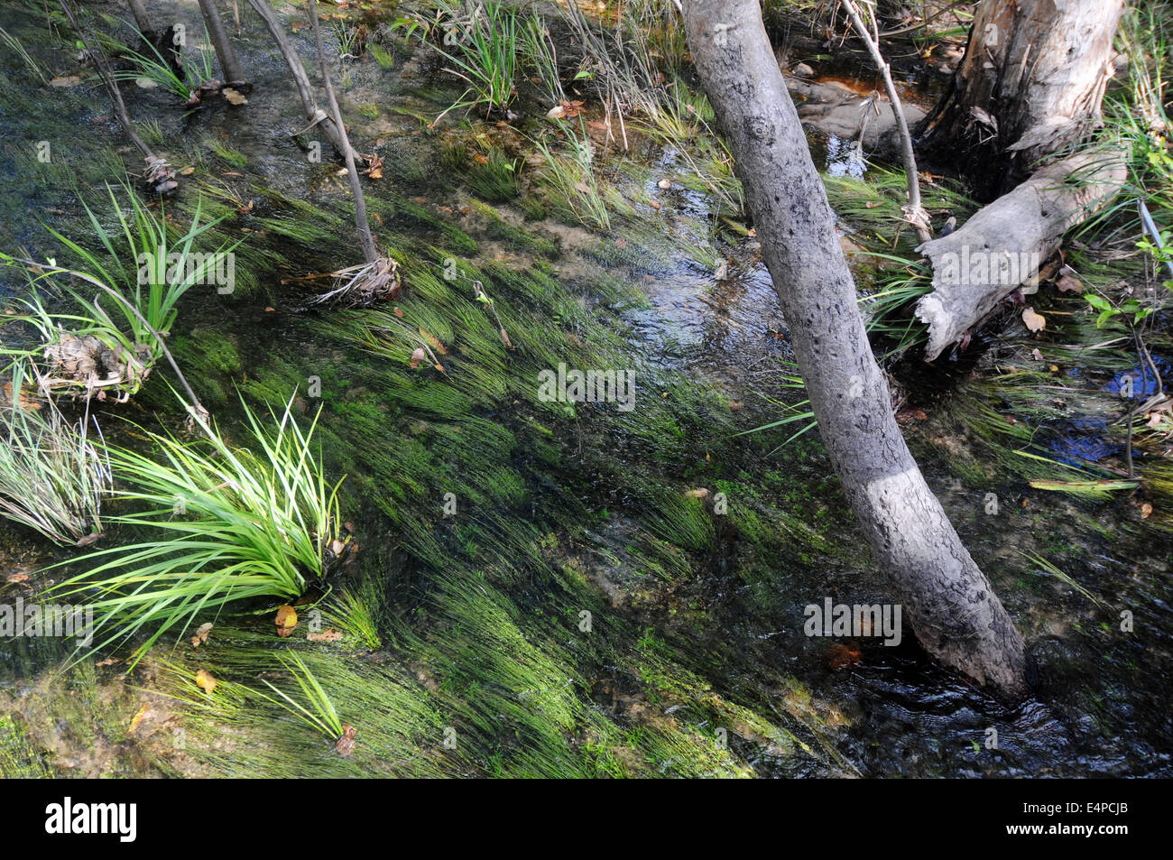 Foresta allagata nella stagione umida, il Parco Nazionale di Litchfield, Territorio del Nord, l'Australia Foto Stock