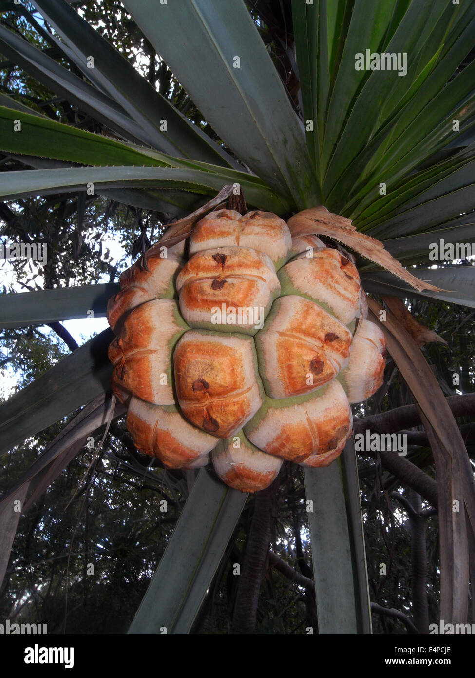 Frutto di pandanus palm, il Parco Nazionale Kakadu, Territorio del Nord, l'Australia Foto Stock