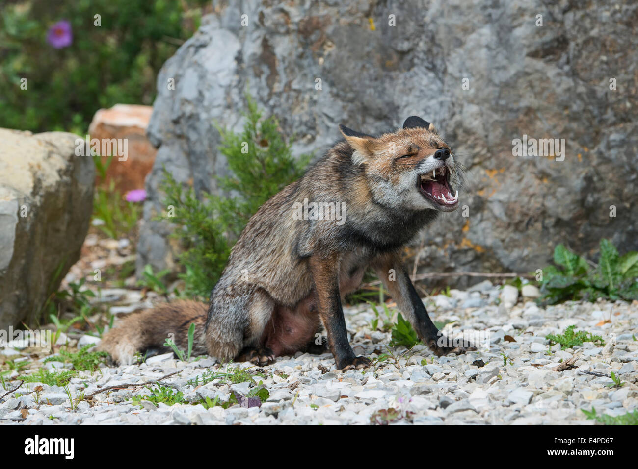 Rosso europeo volpe (Vulpes vulpes) cercando di rimuovere un osso dalla sua bocca, Portogallo, Europa Foto Stock