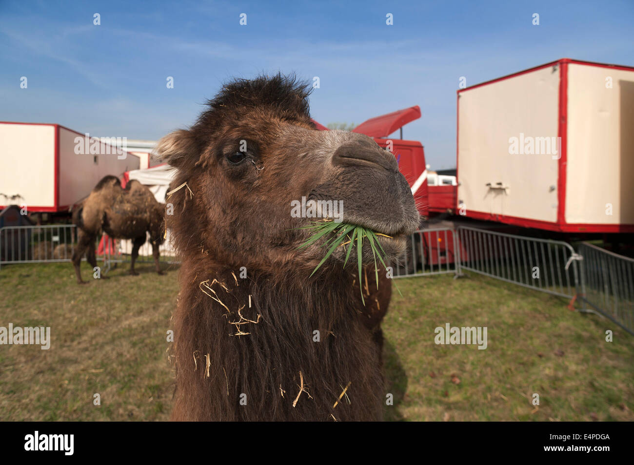 Bactrian camel (Camelus bactrianus) nel contenitore, piccolo circo itinerante, Neunkirchen am Brand, Alta Franconia, Bavaria Foto Stock