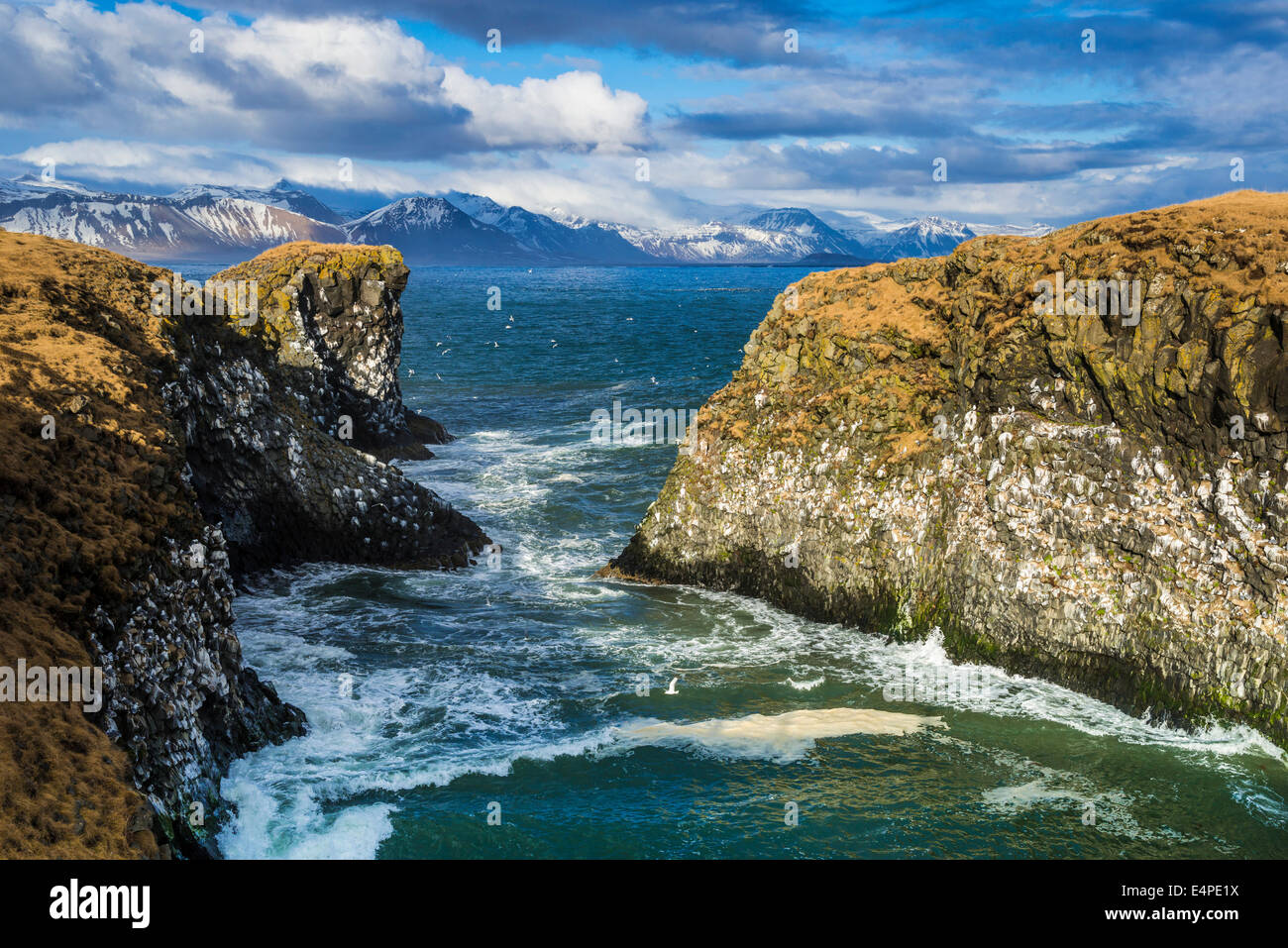 Cliff vicino Anarstapi, montagne della Penisola Snaefellsness sul retro, Vesturland, Islanda Foto Stock