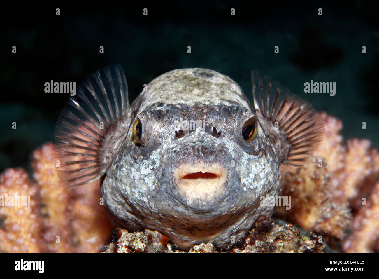 Puffer mascherato (Arothron diadematus) su coral, Mar Rosso, Egitto Foto Stock