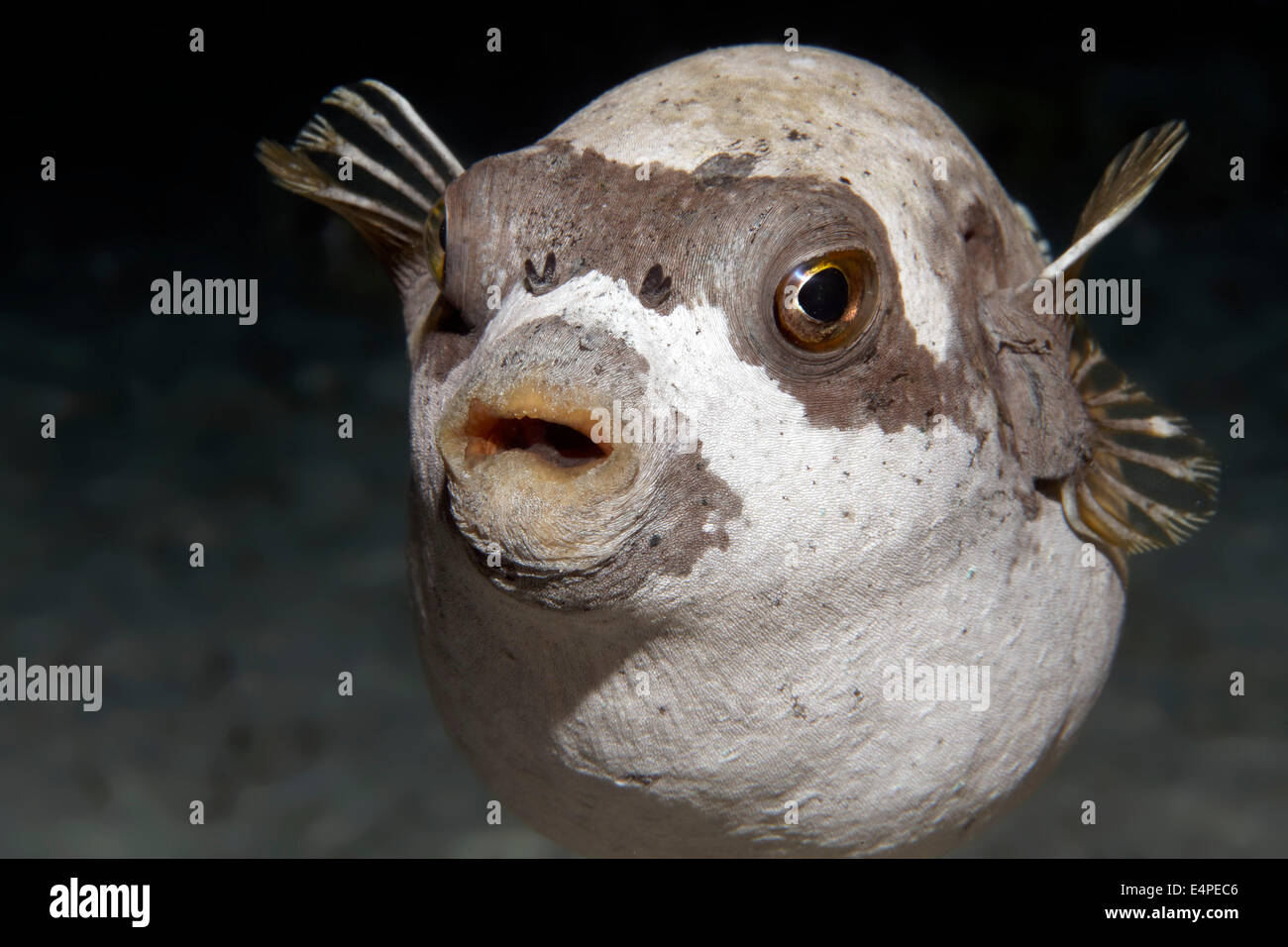 Puffer mascherato (Arothron diadematus) su coral, Mar Rosso, Egitto Foto Stock