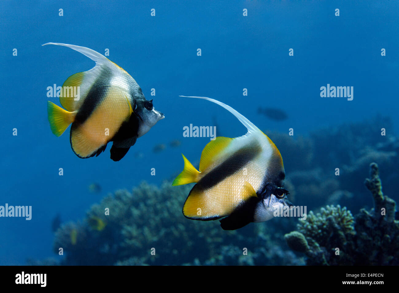 Mar Rosso (Bannerfish Heniochus intermedius) in corrispondenza di una barriera corallina, specie endemiche, Mar Rosso, Egitto Foto Stock