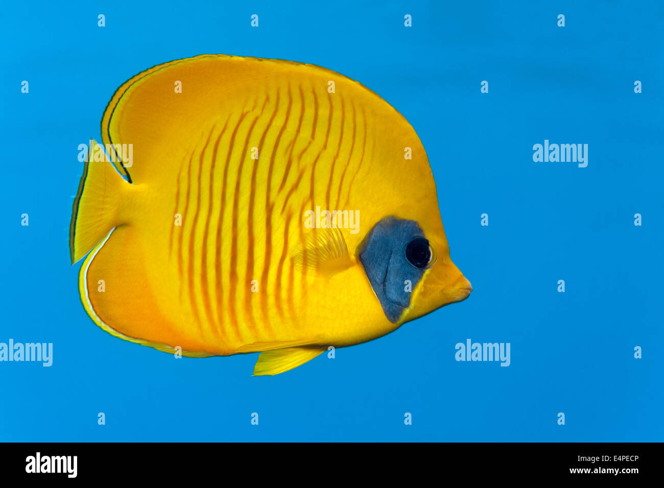 Bluecheek Butterflyfish (Chaetodon semilarvatus), specie endemiche, Mar Rosso, Egitto Foto Stock