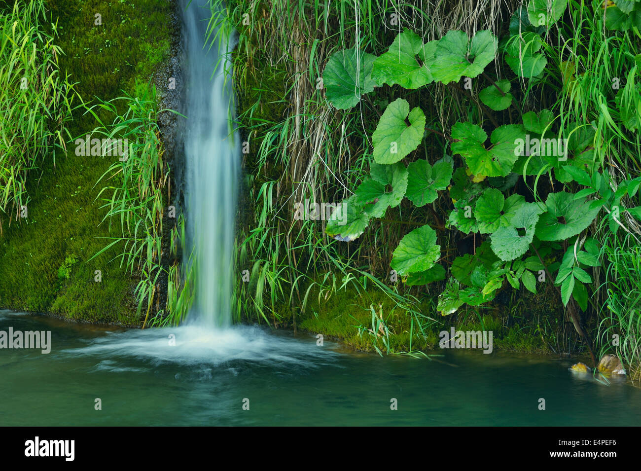 Cascata, Parco Nazionale dei Laghi di Plitvice, Jezera, Lika-Senj Affitto, Croazia Foto Stock