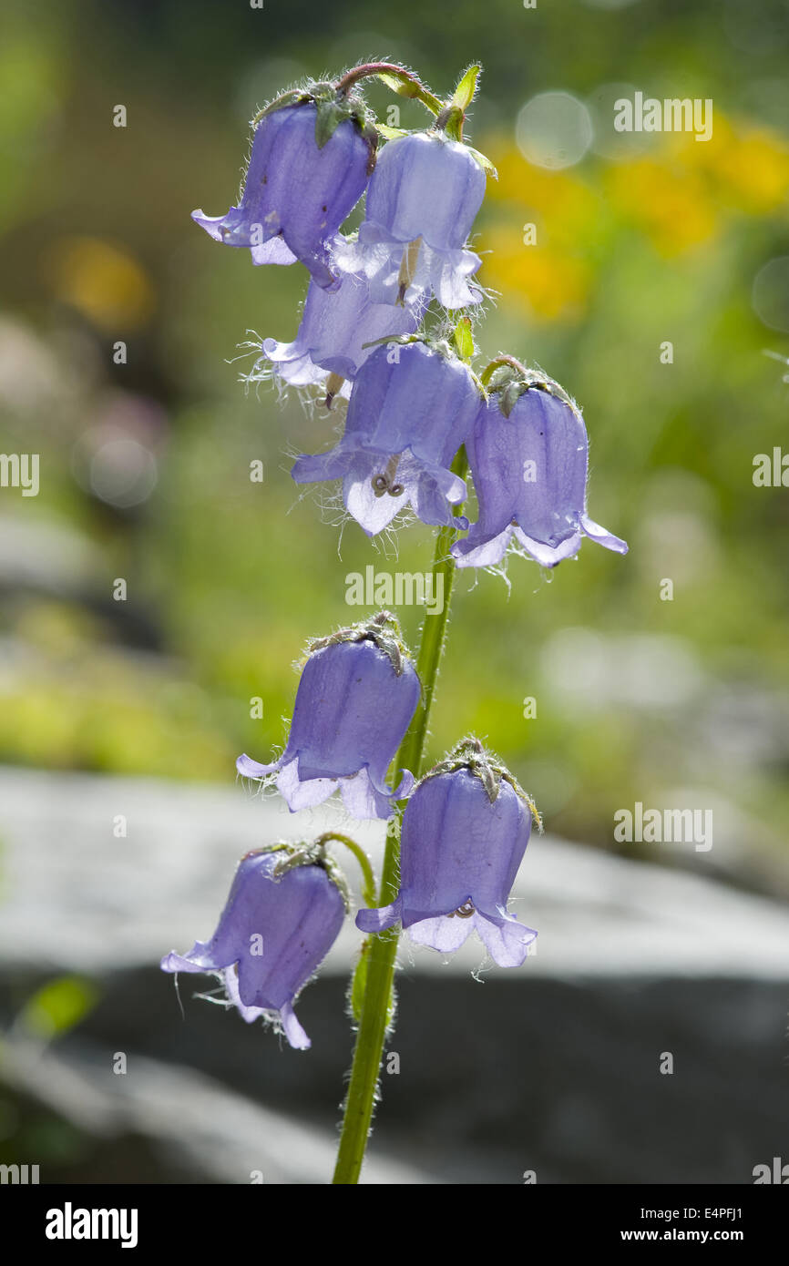 La Campanula barbuto, campanula barbata Foto Stock