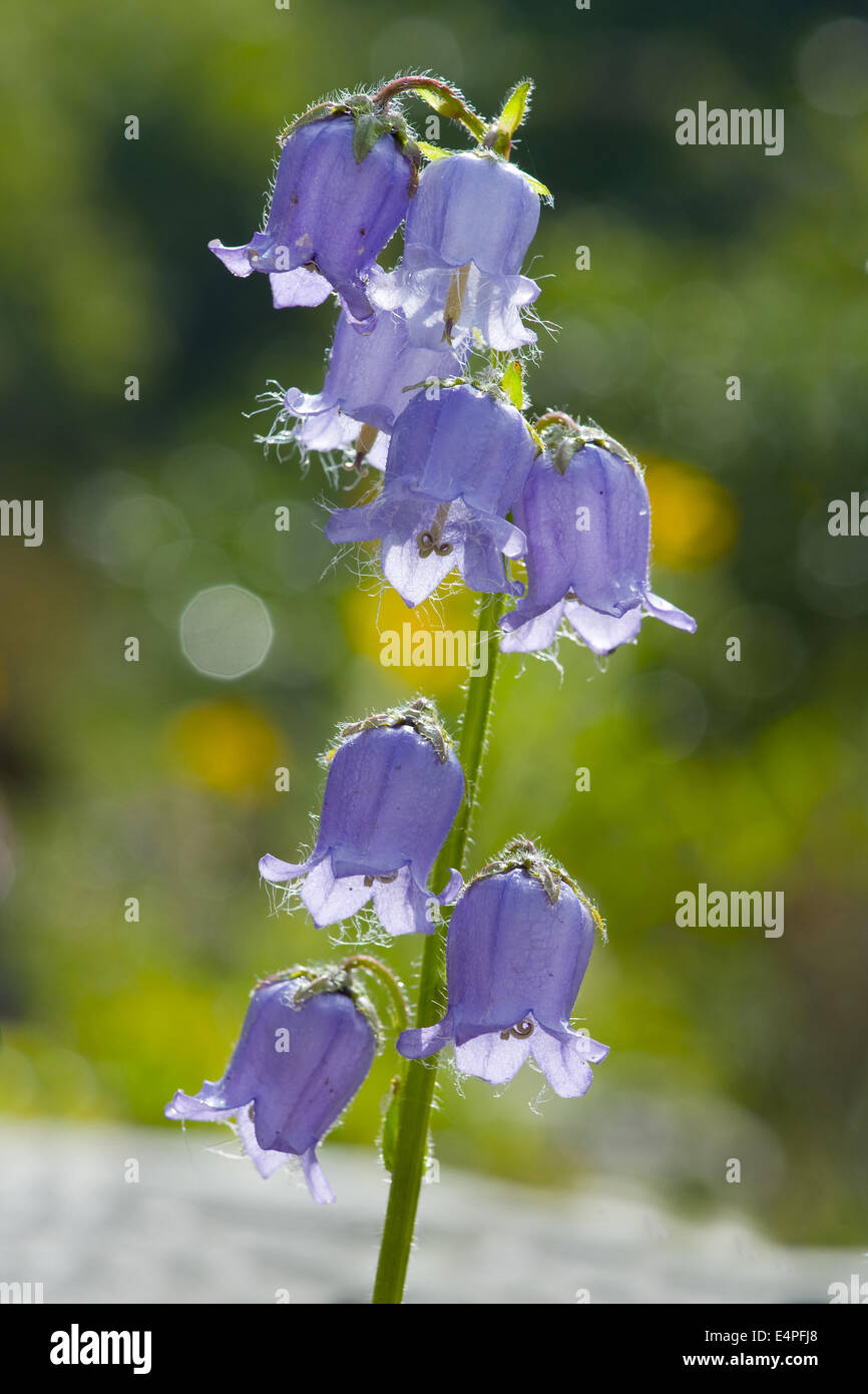 La Campanula barbuto, campanula barbata Foto Stock
