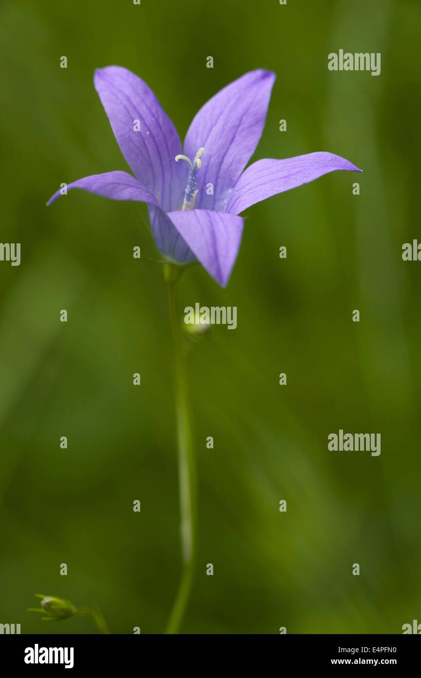 Diffondere la campanula, campanula patula Foto Stock