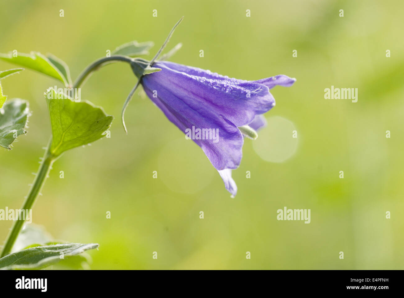 Di latifoglie, harebell campanula rhomboidalis Foto Stock