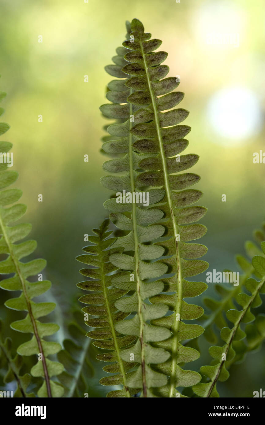 Acqua alpina, felce Blechnum penna-marina Foto Stock