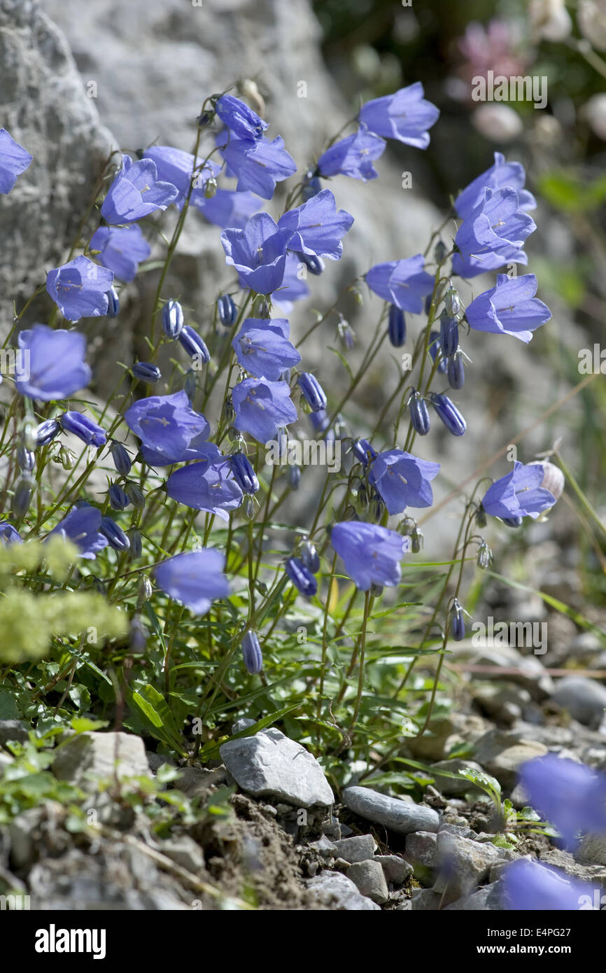 Fate' ditali, campanula cochleariifolia Foto Stock