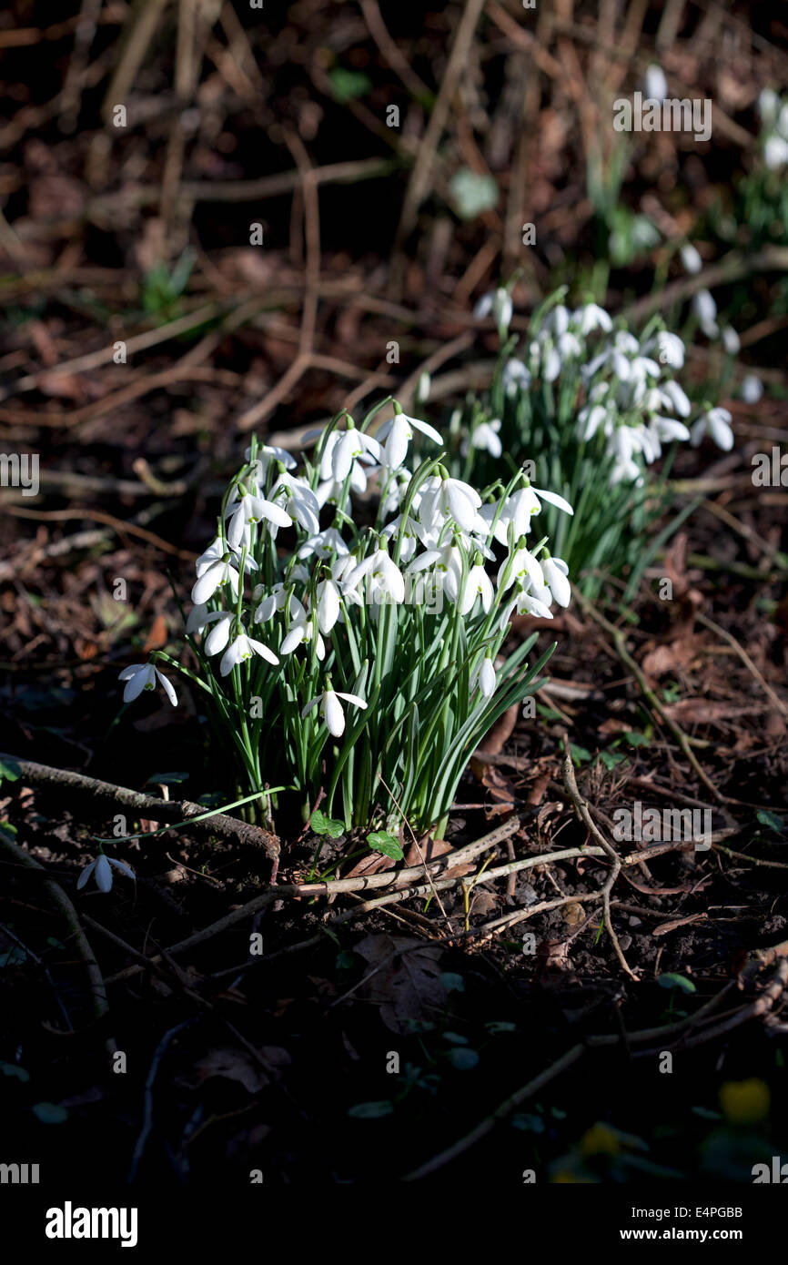 Galanthus nivalis - naturalizzato bucaneve nel bosco Foto Stock