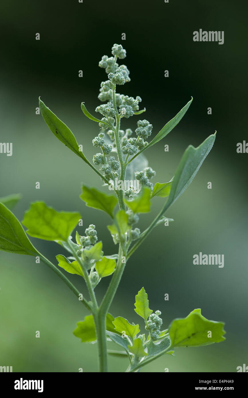 Chenopodium opulifolium Foto Stock