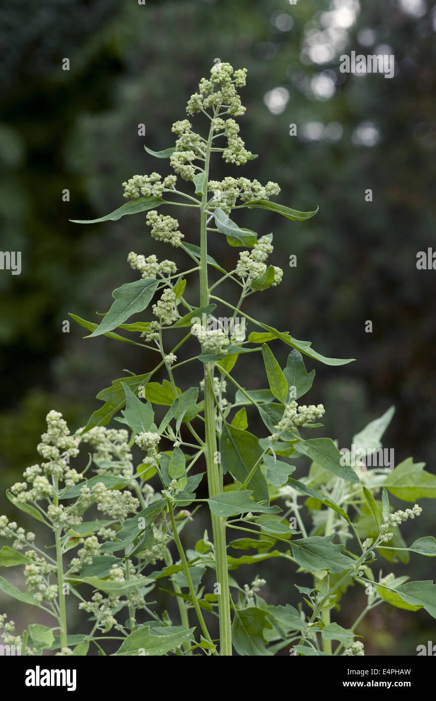 La quinoa, chenopodium quinoa Foto Stock