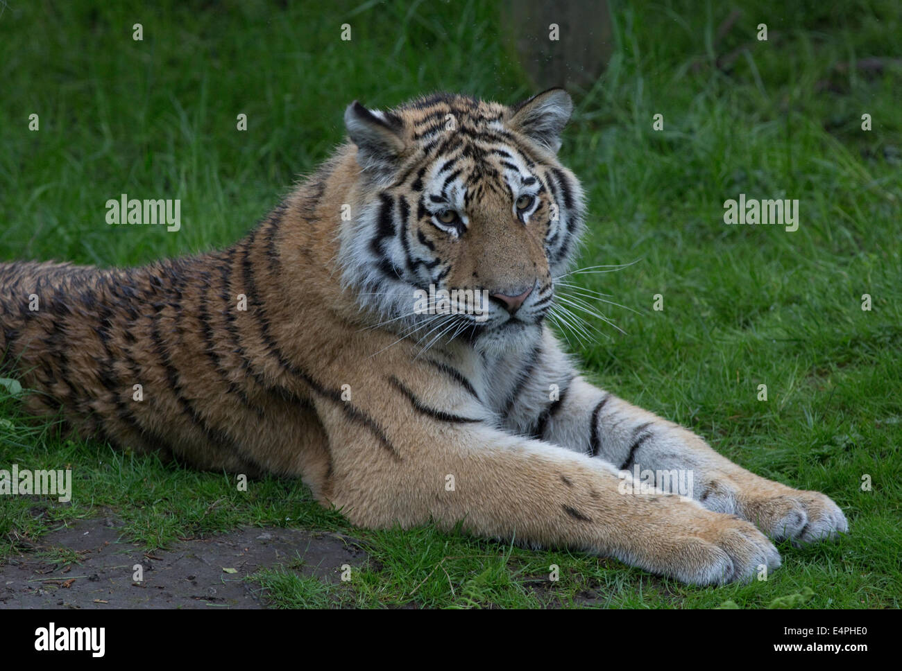 Siberiano o tigre di Amur Panthera tigris altaica Highland Wildlife Park Kincraig Inverness Scozia Scotland Foto Stock