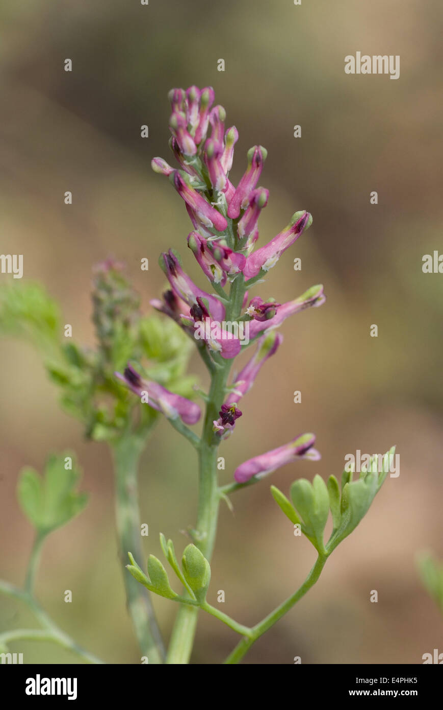 Comune, fumaria fumaria officinalis Foto Stock