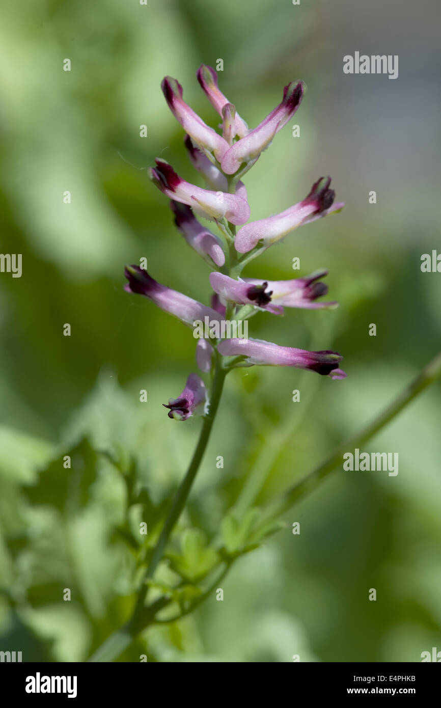 Comune, fumaria fumaria officinalis Foto Stock