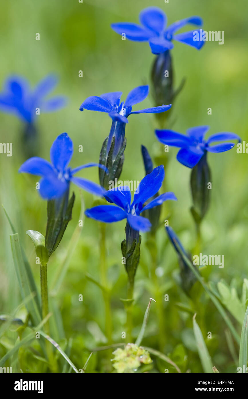 La genziana bavarese, gentiana bavarica Foto Stock