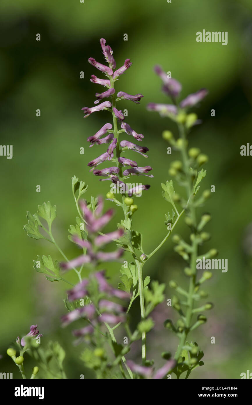 Comune, fumaria fumaria officinalis Foto Stock